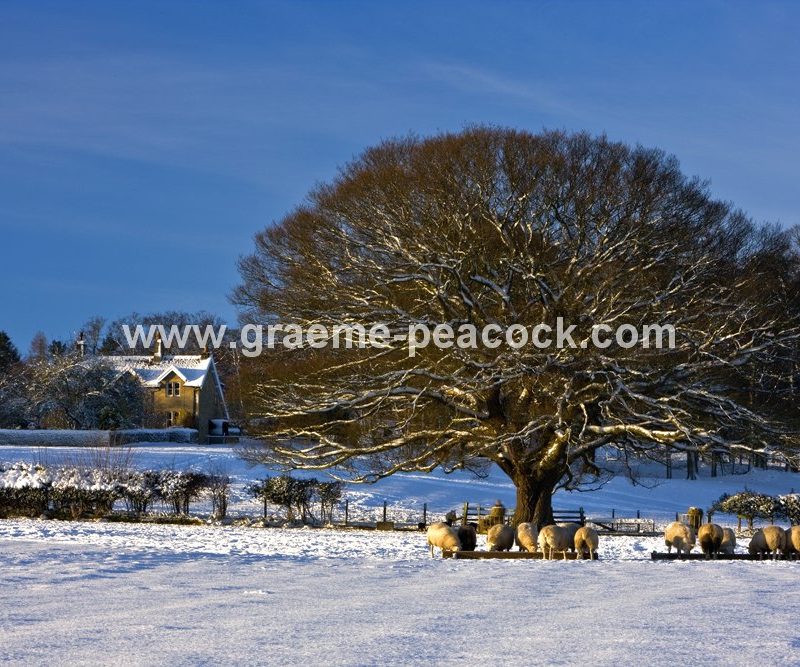 Winter landscape near Hexham,  Northumberland