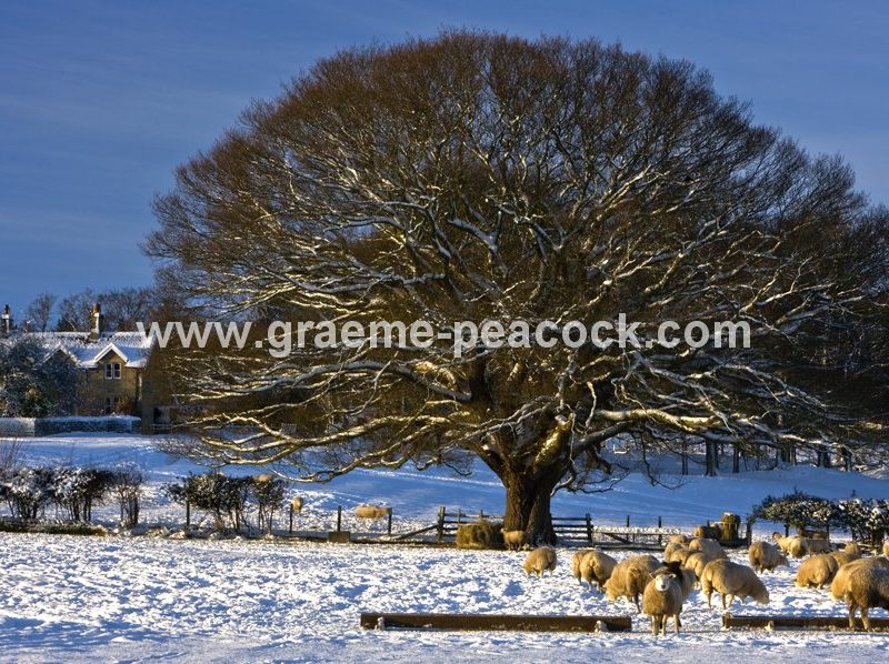 Winter landscape near Hexham,  Northumberland