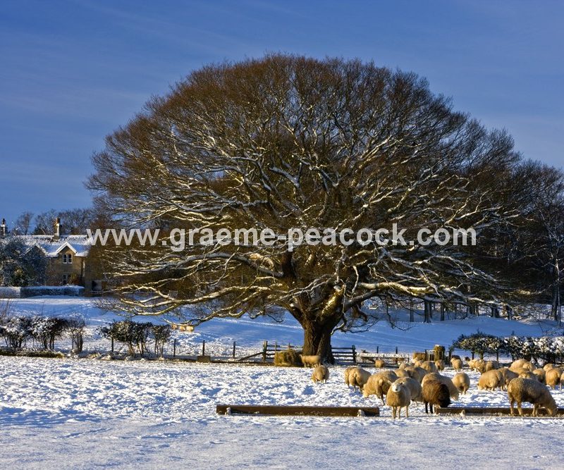Winter landscape near Hexham,  Northumberland