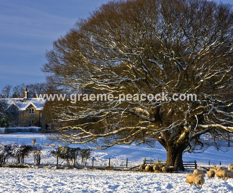 Winter landscape near Hexham,  Northumberland