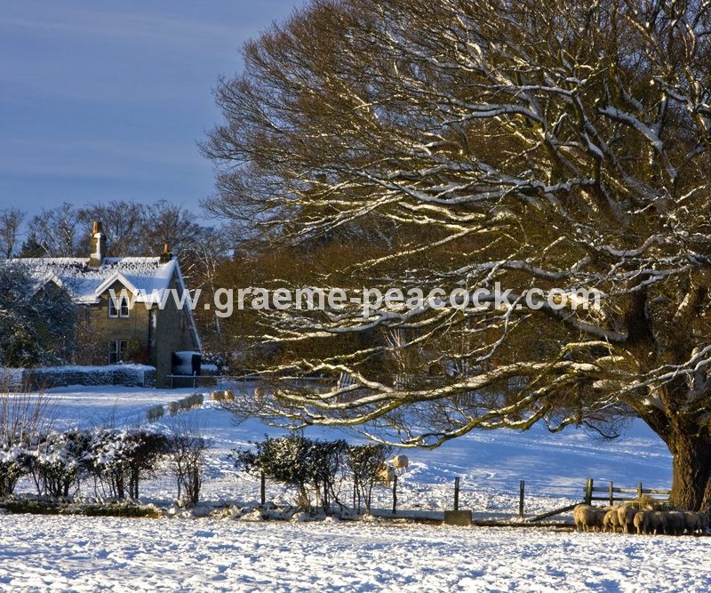 Winter landscape near Hexham,  Northumberland