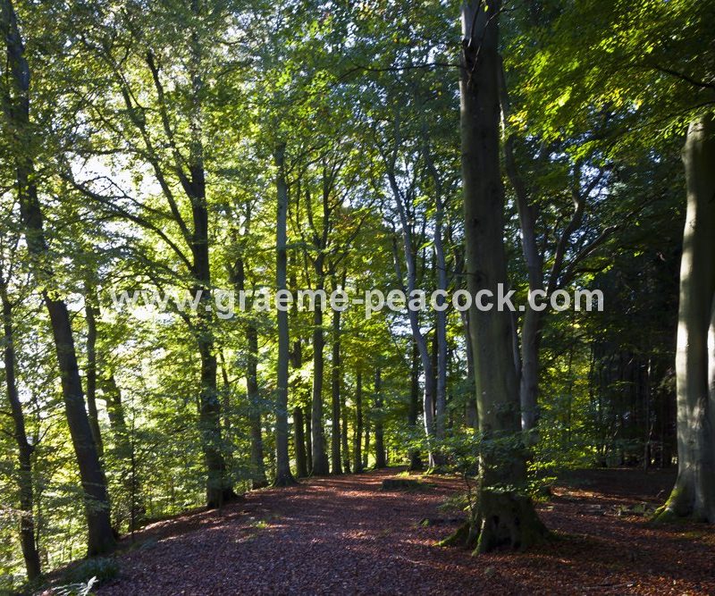 Allenbanks in autumn near Bardon Mill, Northumberland