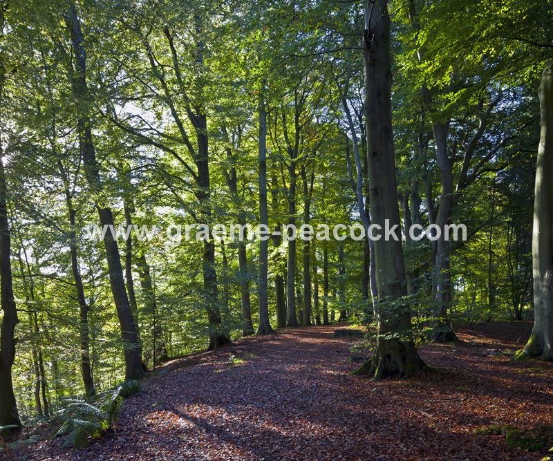 Allenbanks in autumn near Bardon Mill, Northumberland