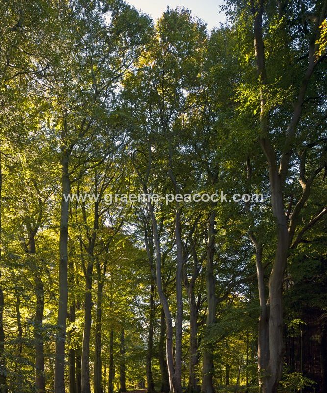 Allenbanks in autumn near Bardon Mill, Northumberland