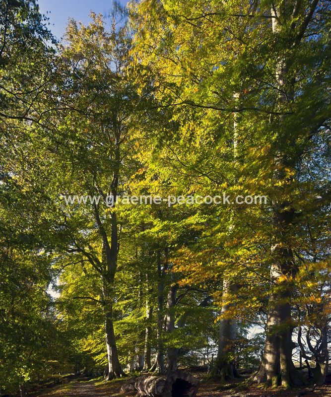 Allenbanks in autumn near Bardon Mill, Northumberland