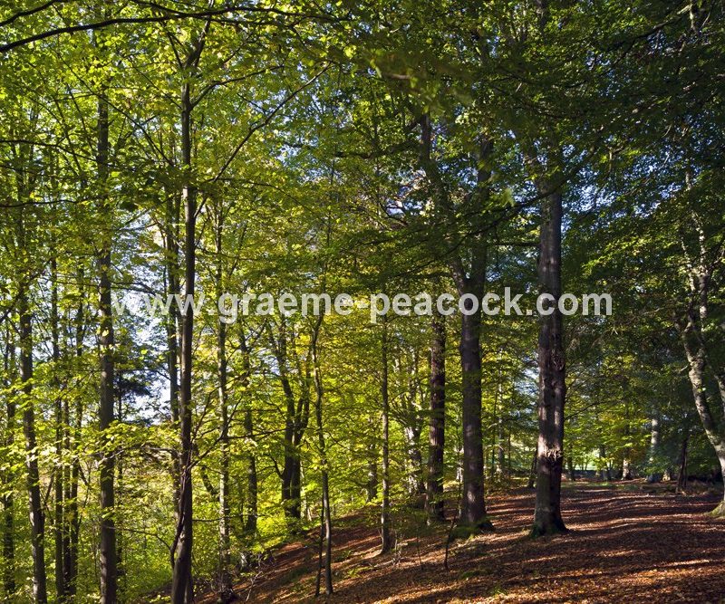 Allenbanks in autumn near Bardon Mill, Northumberland