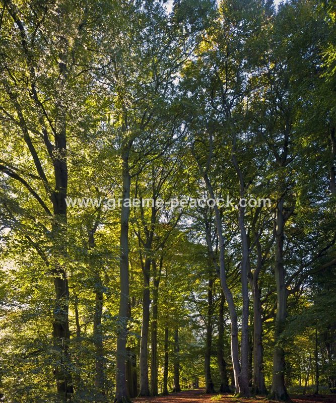 Allenbanks in autumn near Bardon Mill, Northumberland