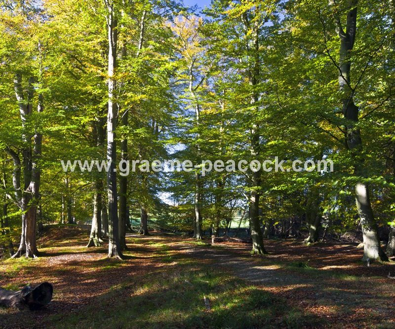Allenbanks in autumn near Bardon Mill, Northumberland