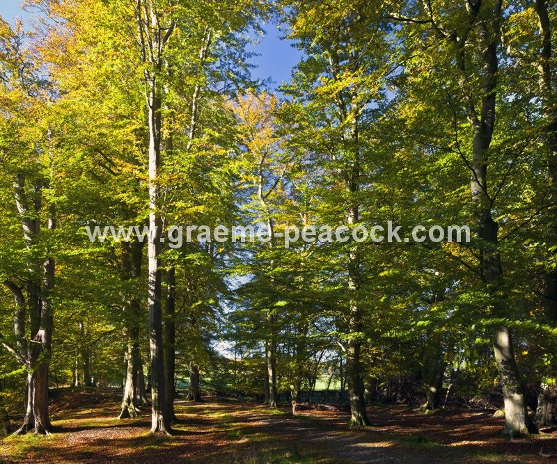 Allenbanks in autumn near Bardon Mill, Northumberland