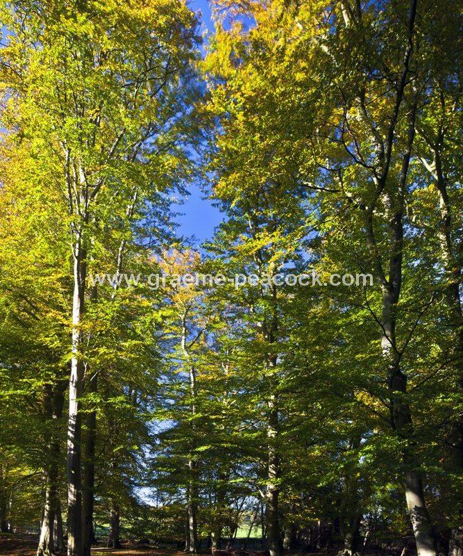 Allenbanks in autumn near Bardon Mill, Northumberland