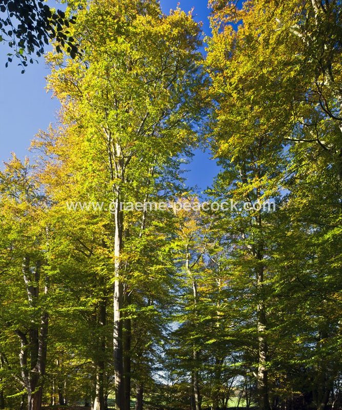 Allenbanks in autumn near Bardon Mill, Northumberland