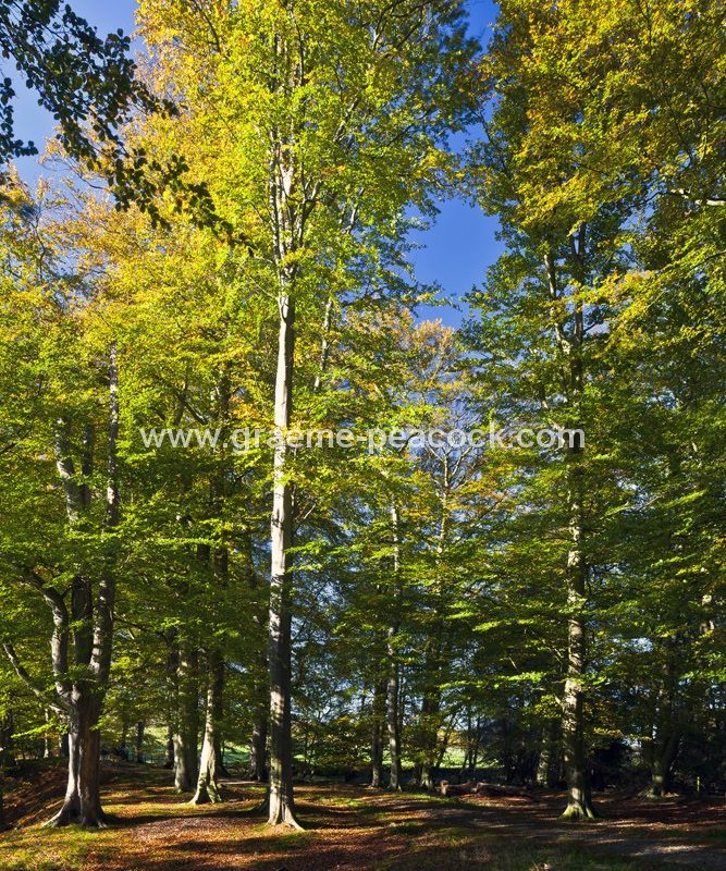 Allenbanks in autumn near Bardon Mill, Northumberland