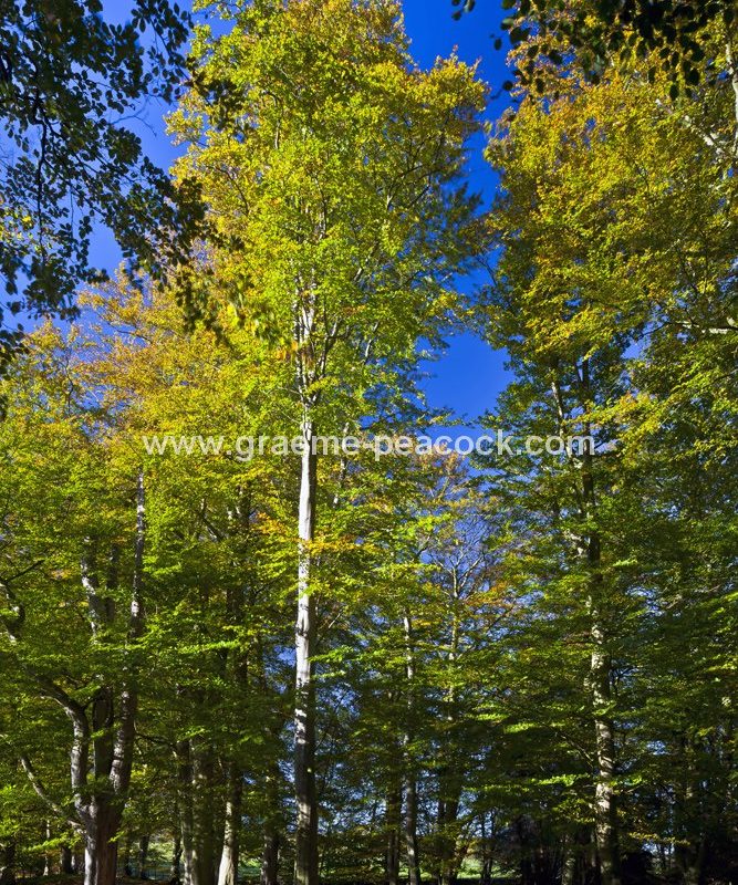 Allenbanks in autumn near Bardon Mill, Northumberland