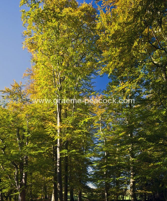 Allenbanks in autumn near Bardon Mill, Northumberland