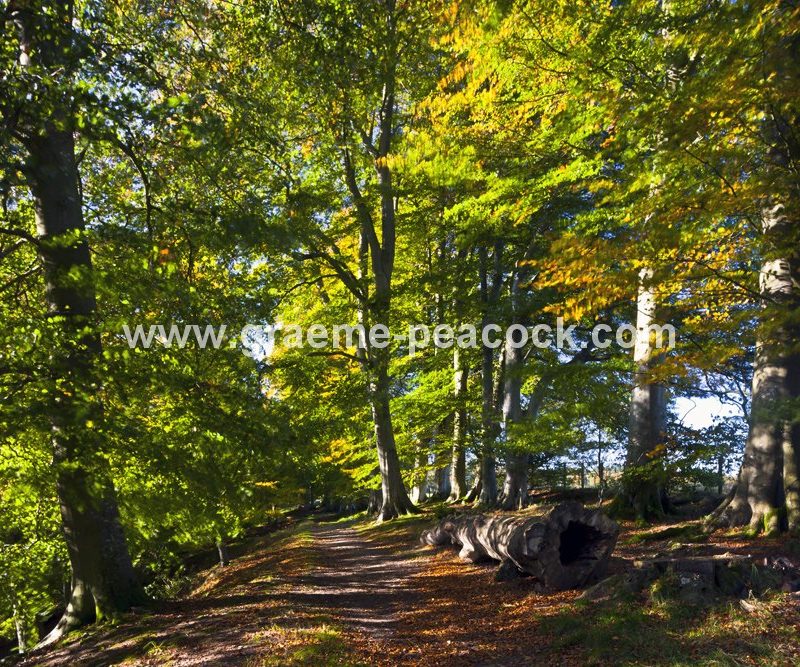 Allenbanks in autumn near Bardon Mill, Northumberland