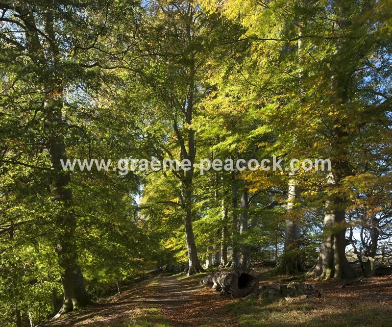 Allenbanks in autumn near Bardon Mill, Northumberland