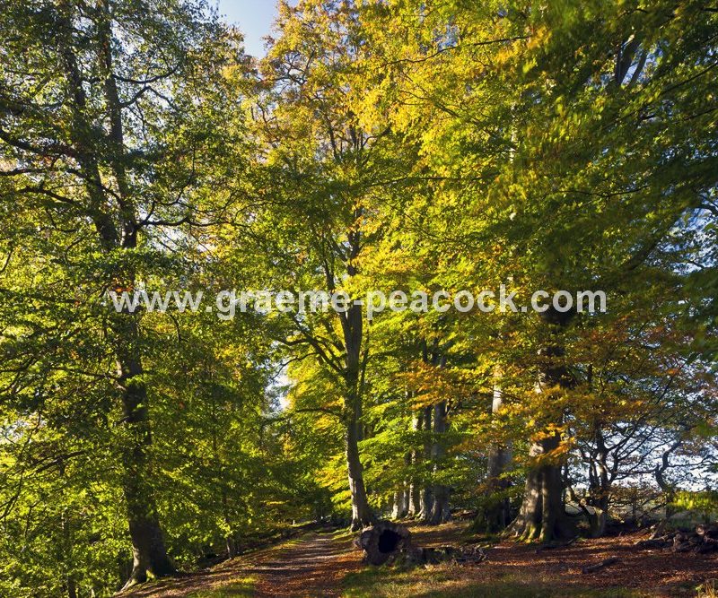Allenbanks in autumn near Bardon Mill, Northumberland