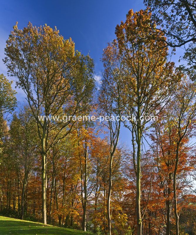 Autumn colours at Close House Golf and Country Club near Wylam, Northumberland