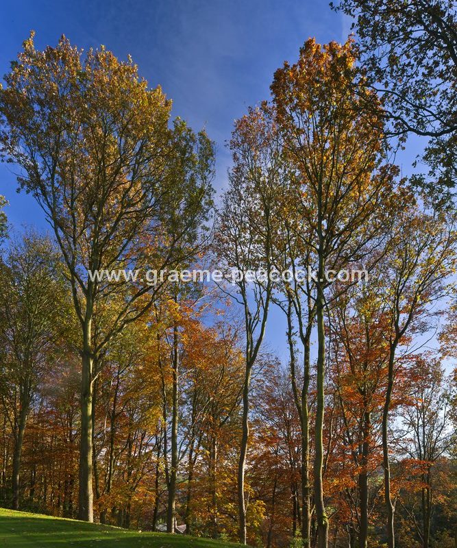 Autumn colours at Close House Golf and Country Club near Wylam, Northumberland
