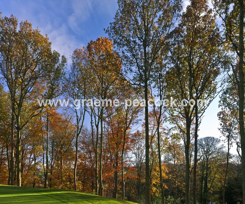 Autumn colours at Close House Golf and Country Club near Wylam, Northumberland