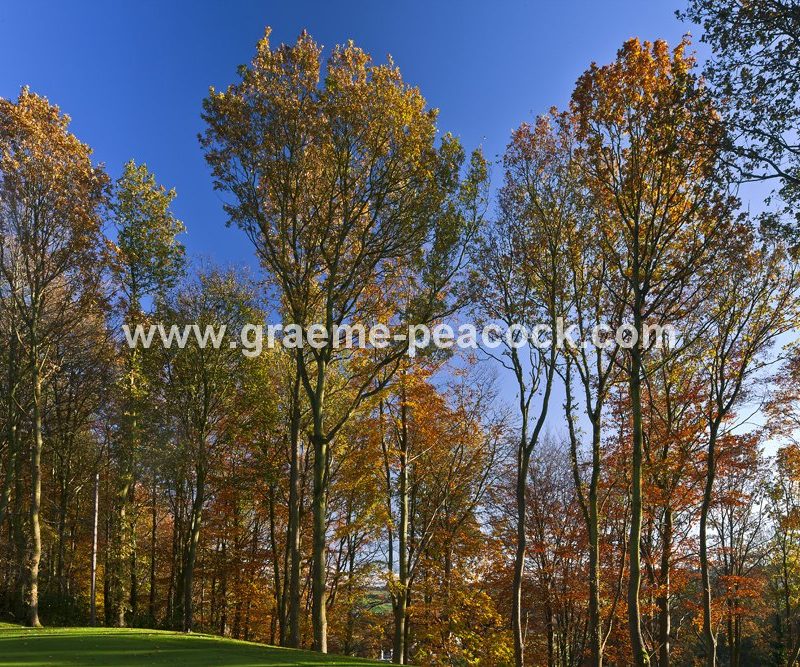 Autumn colours at Close House Golf and Country Club near Wylam, Northumberland