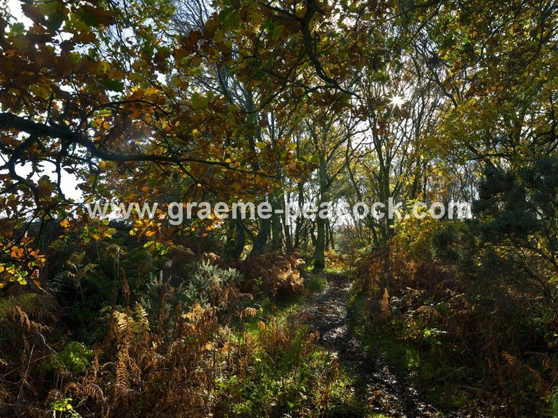 Heddon common in autumn, Heddon on the Wall, Northumberland