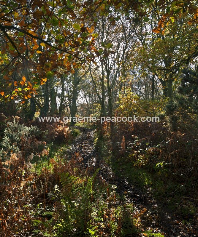 Heddon common in autumn, Heddon on the Wall, Northumberland