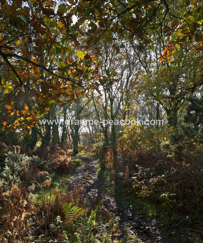 Heddon common in autumn, Heddon on the Wall, Northumberland
