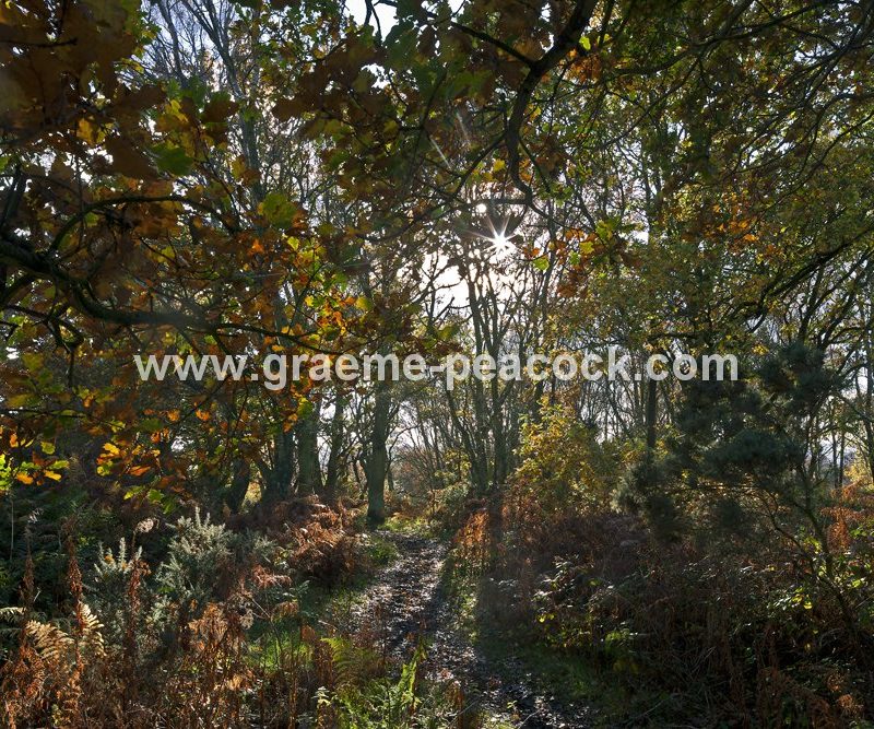 Heddon common in autumn, Heddon on the Wall, Northumberland