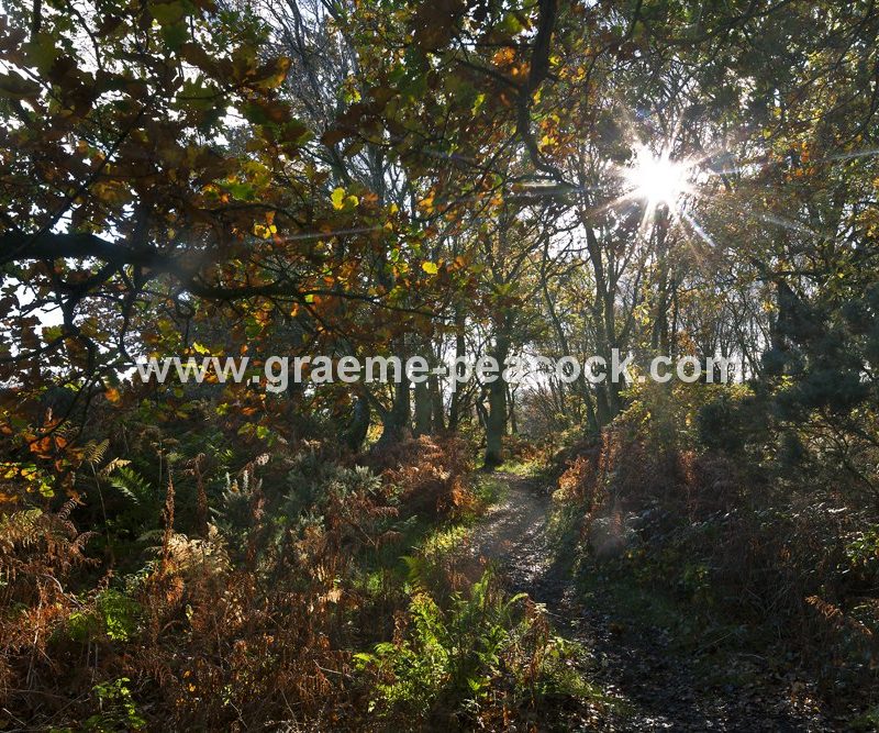 Heddon common in autumn, Heddon on the Wall, Northumberland