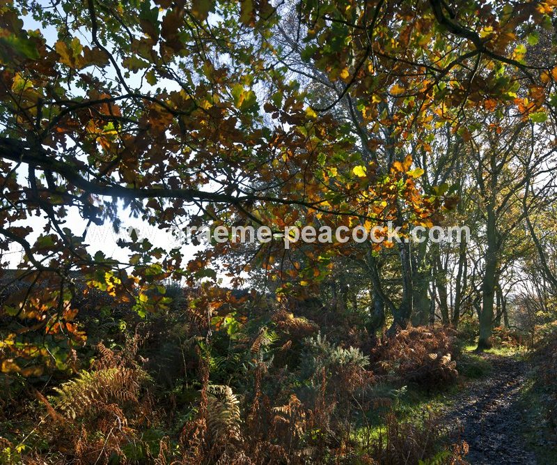 Heddon common in autumn, Heddon on the Wall, Northumberland