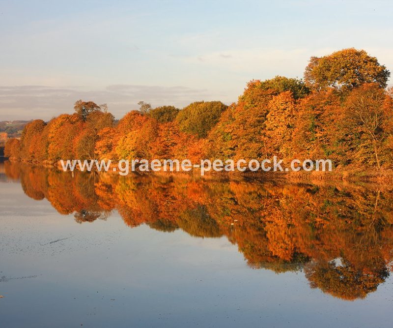 River Tyne Autumnal reflections near Wylam, Northumberland