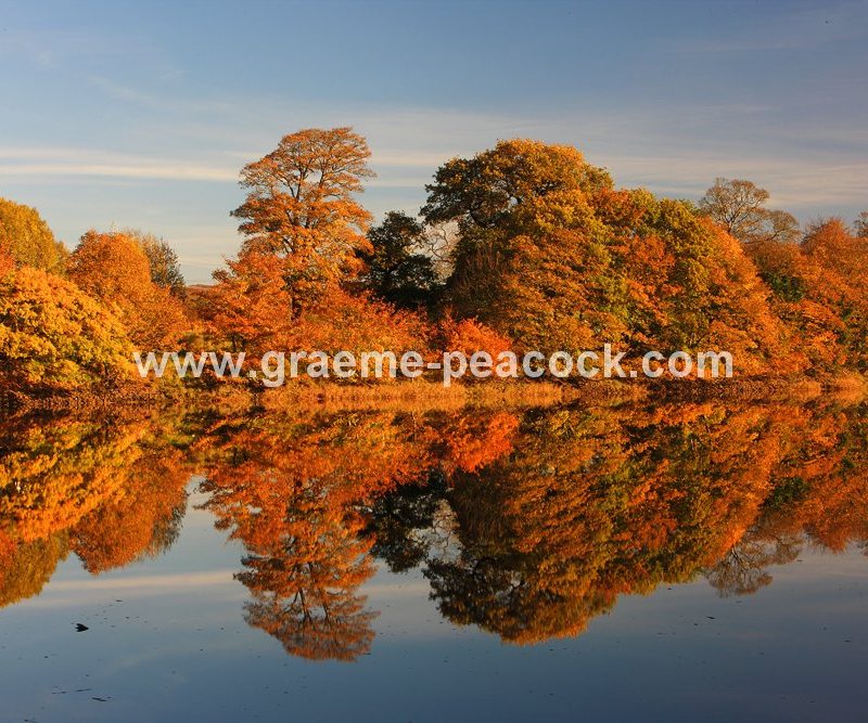 River Tyne Autumnal reflections near Wylam, Northumberland