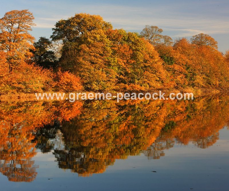 River Tyne Autumnal reflections near Wylam, Northumberland