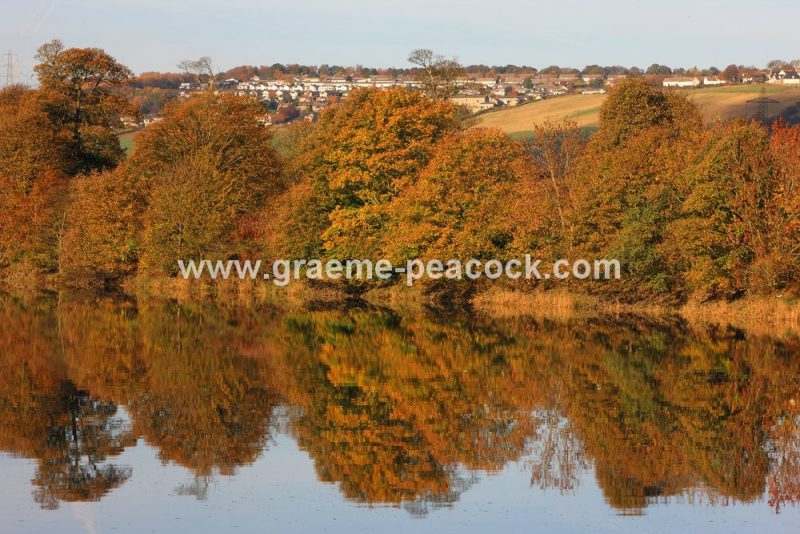 River Tyne Autumnal reflections near Wylam, Northumberland