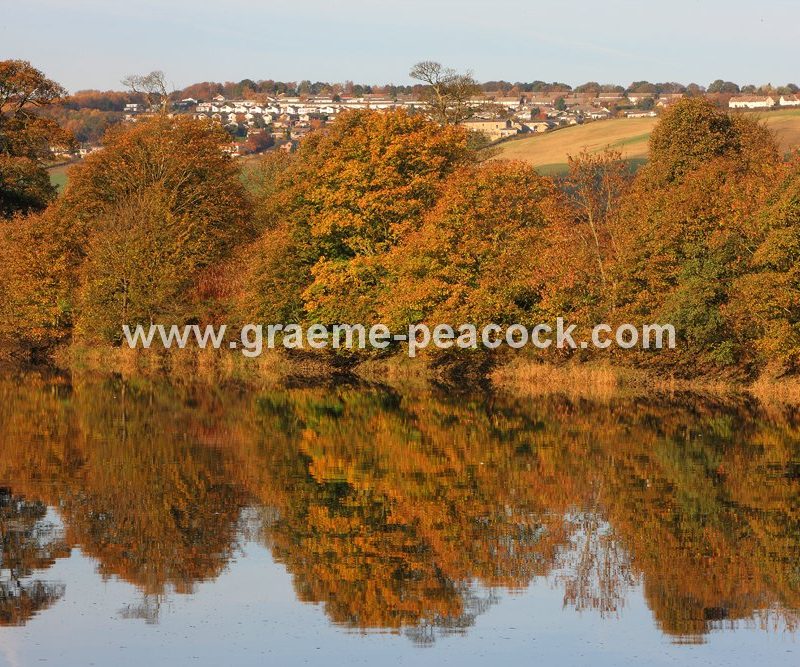 River Tyne Autumnal reflections near Wylam, Northumberland