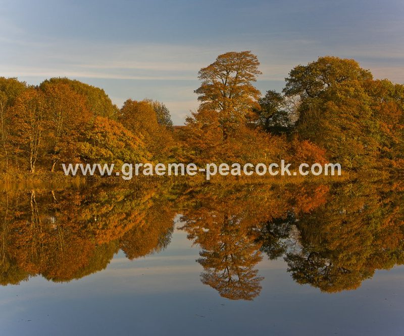 River Tyne Autumnal reflections near Wylam, Northumberland