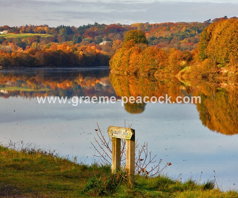 River Tyne Autumnal reflections near Wylam, Northumberland