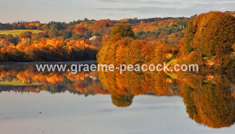 River Tyne Autumnal reflections near Wylam, Northumberland