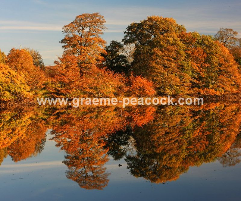 River Tyne Autumnal reflections near Wylam, Northumberland