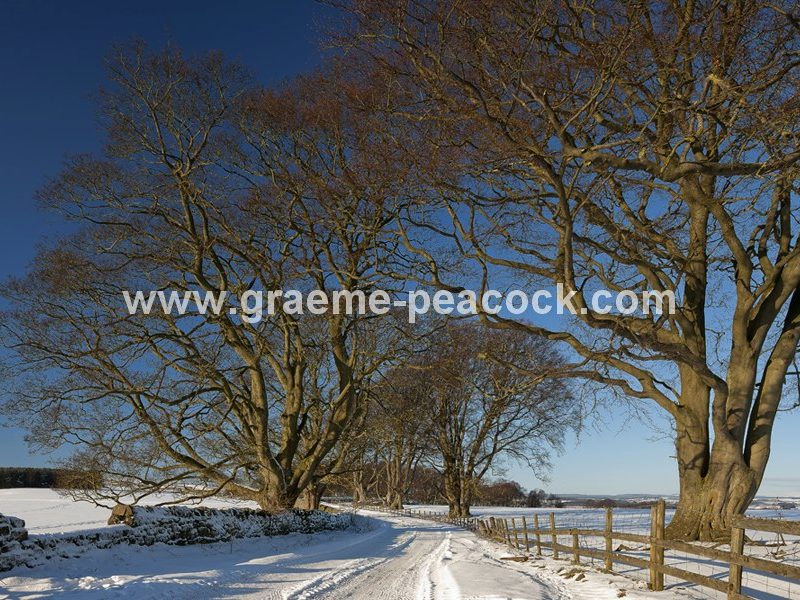 Shaftoe Crags near Belsay, Northumberland
