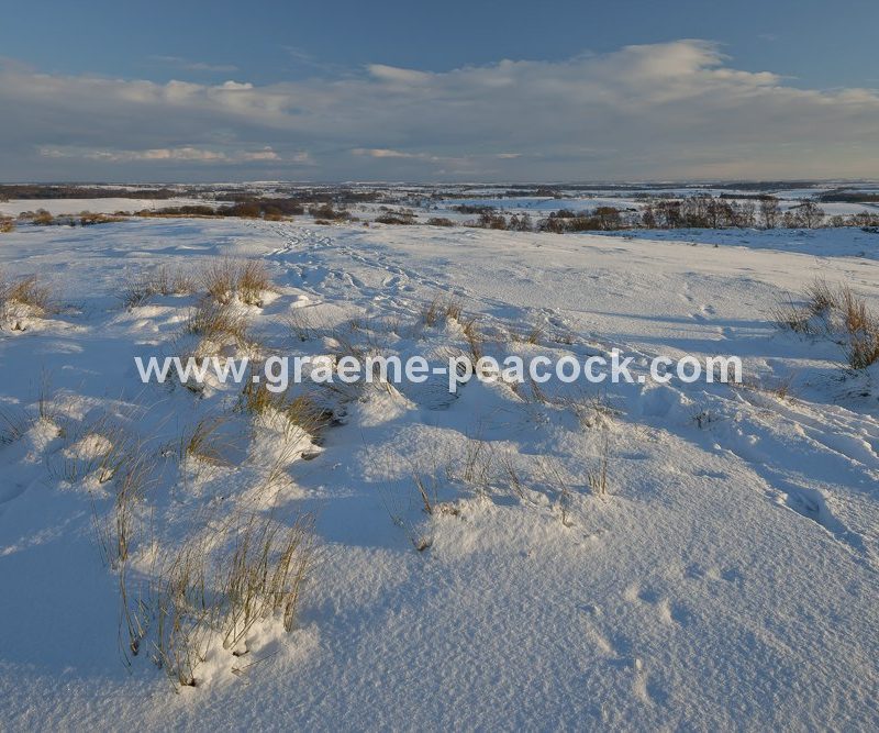 Shaftoe Crags near Belsay, Northumberland