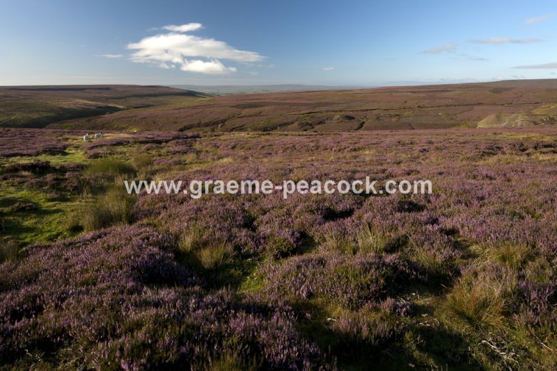 Middleton Common near Middleton in Teesdale, Teesdale, County Durham