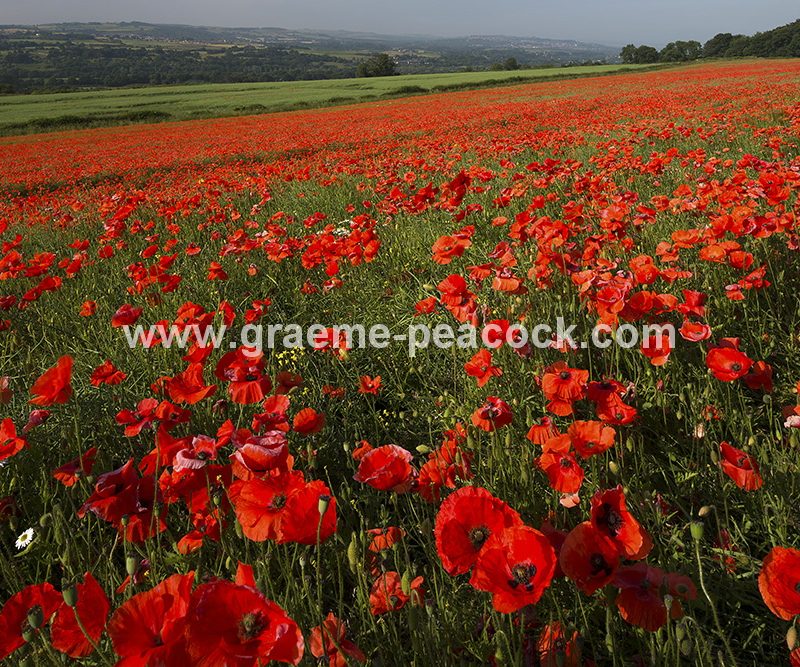 Poppy fields near Wylam, Northumberland