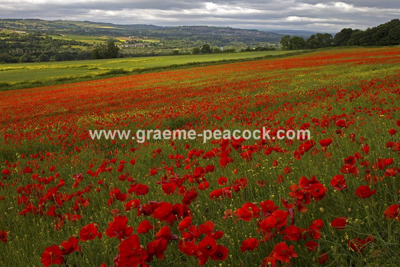 Poppy fields near Wylam, Northumberland
