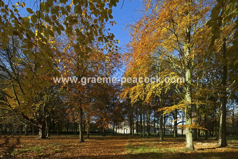 Blagdon Estate in Autumn near Cramlington, Northumberland