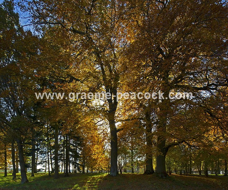 Blagdon Estate in Autumn near Cramlington, Northumberland