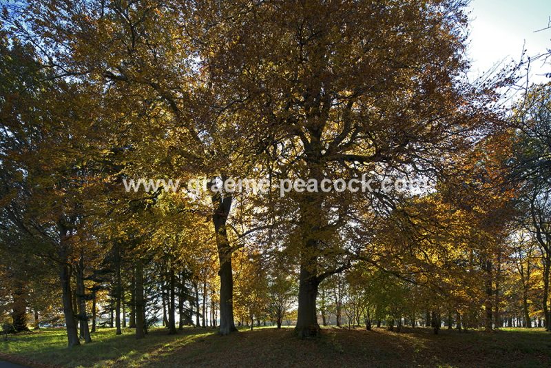 Blagdon Estate in Autumn near Cramlington, Northumberland