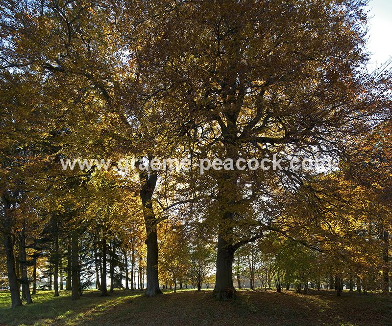 Blagdon Estate in Autumn near Cramlington, Northumberland