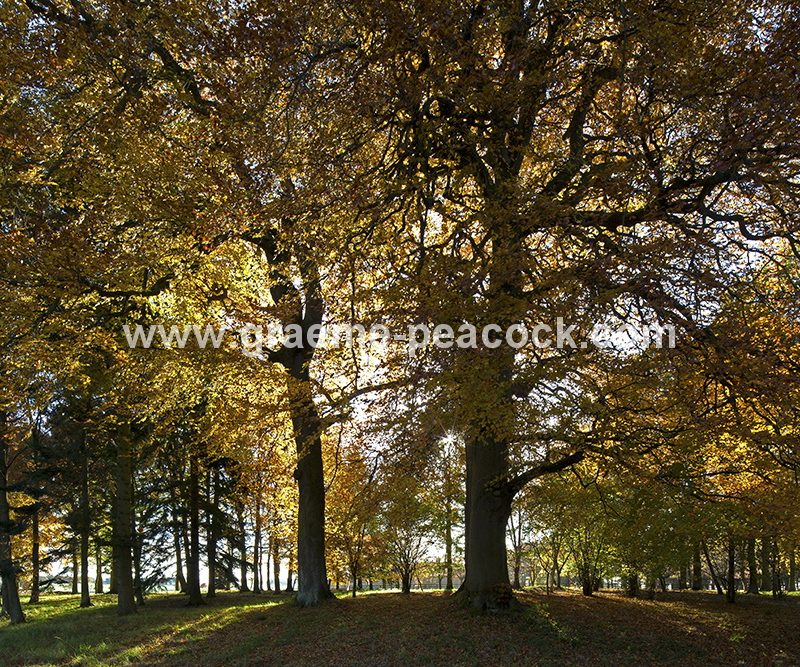 Blagdon Estate in Autumn near Cramlington, Northumberland